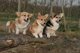CORGI PEMBROKE 1410